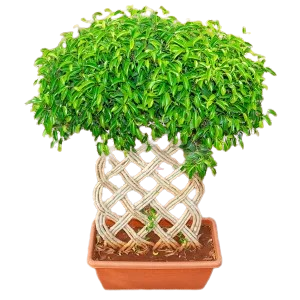 Four Braided Arrangement Ficus Bonsai Plant
