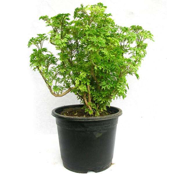 Aralia Golden Plant.