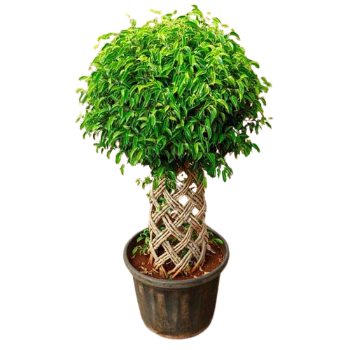 Cylinder Braided Ficus Bonsai Plant