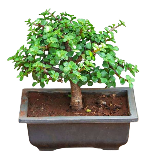 Jade Bonsai Plant - Small