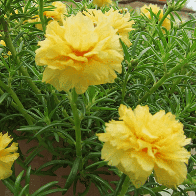 Table Rose Yellow Plant.