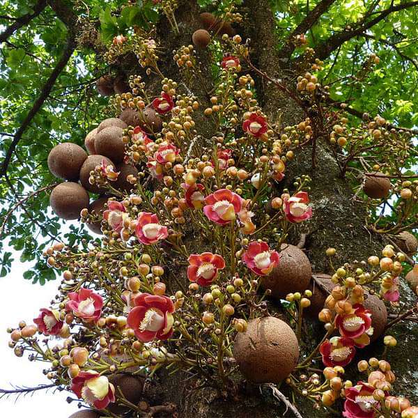 Kailashpati Cannon Ball Tree Sapling.