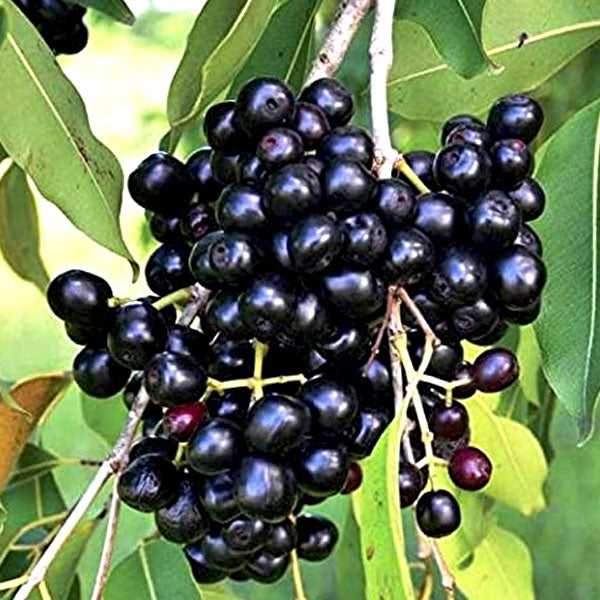 Grafted Jamun Fruit Plant.