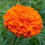 All-Season Marigold & Mum Pack