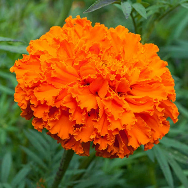 All-Season Marigold & Mum Pack