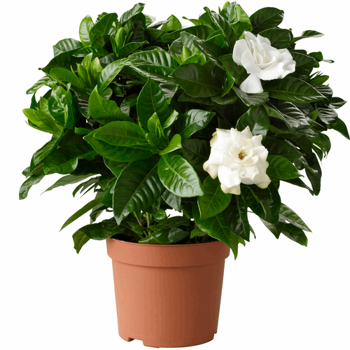 Parijata - Harsingar Plant.