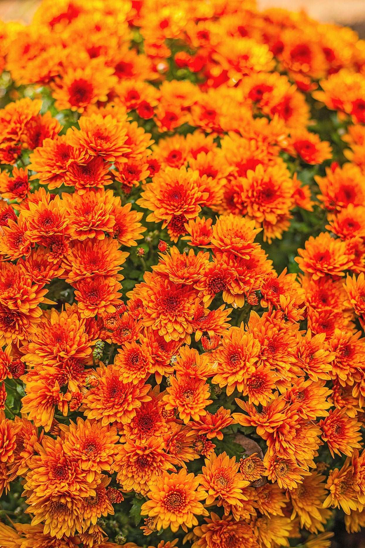 Shevanti, Chrysanthemum Orange Plant.