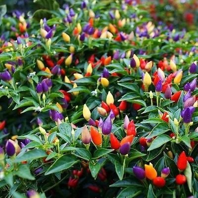 Ornamental Chilli mixed Seed Balls.