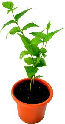 Coral Jasmine - Nyctanthes arbor-tristis Plant.