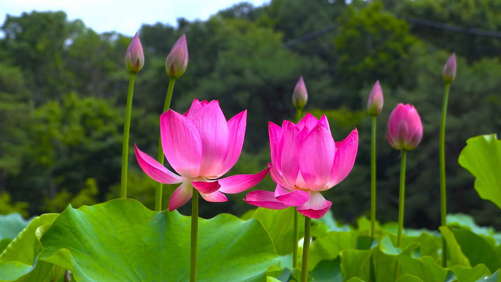 Pink Lotus Plant.