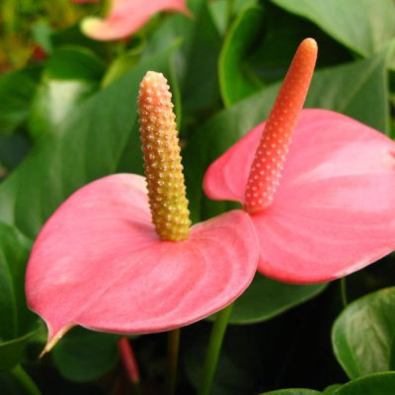 Anthurium Plant.