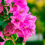Bougainvillea Landscape Pack
