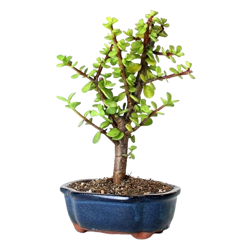 Jade Bonsai Plant - Small