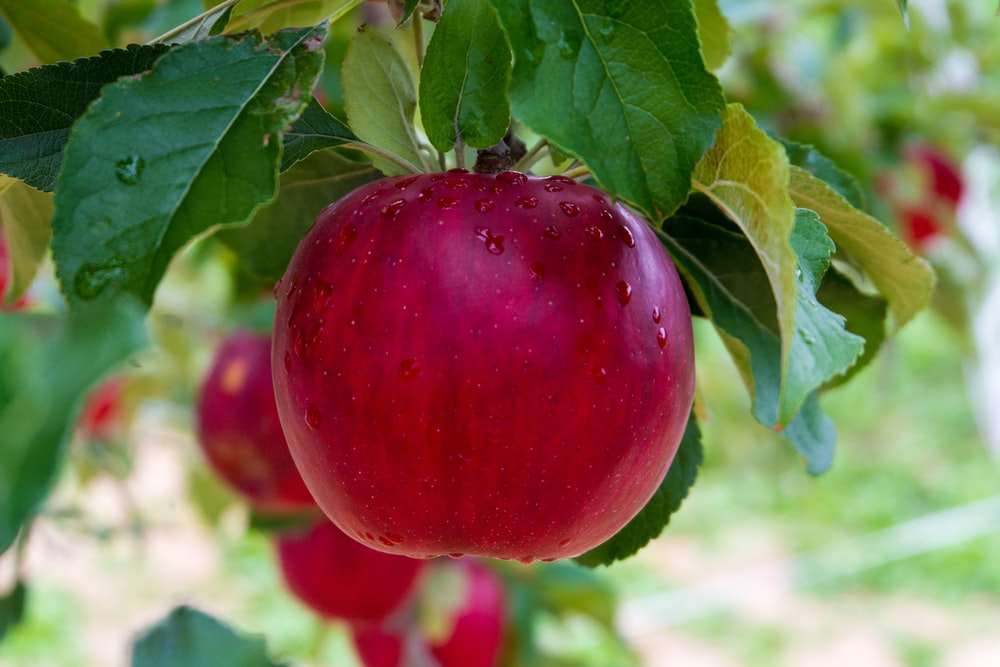 Grafted Red Apple Plant.