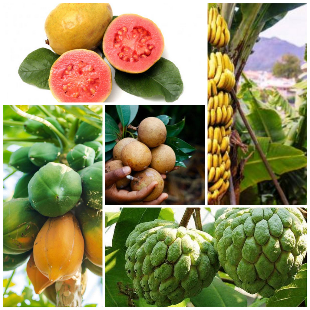 Fruit Orchard Starter Kit