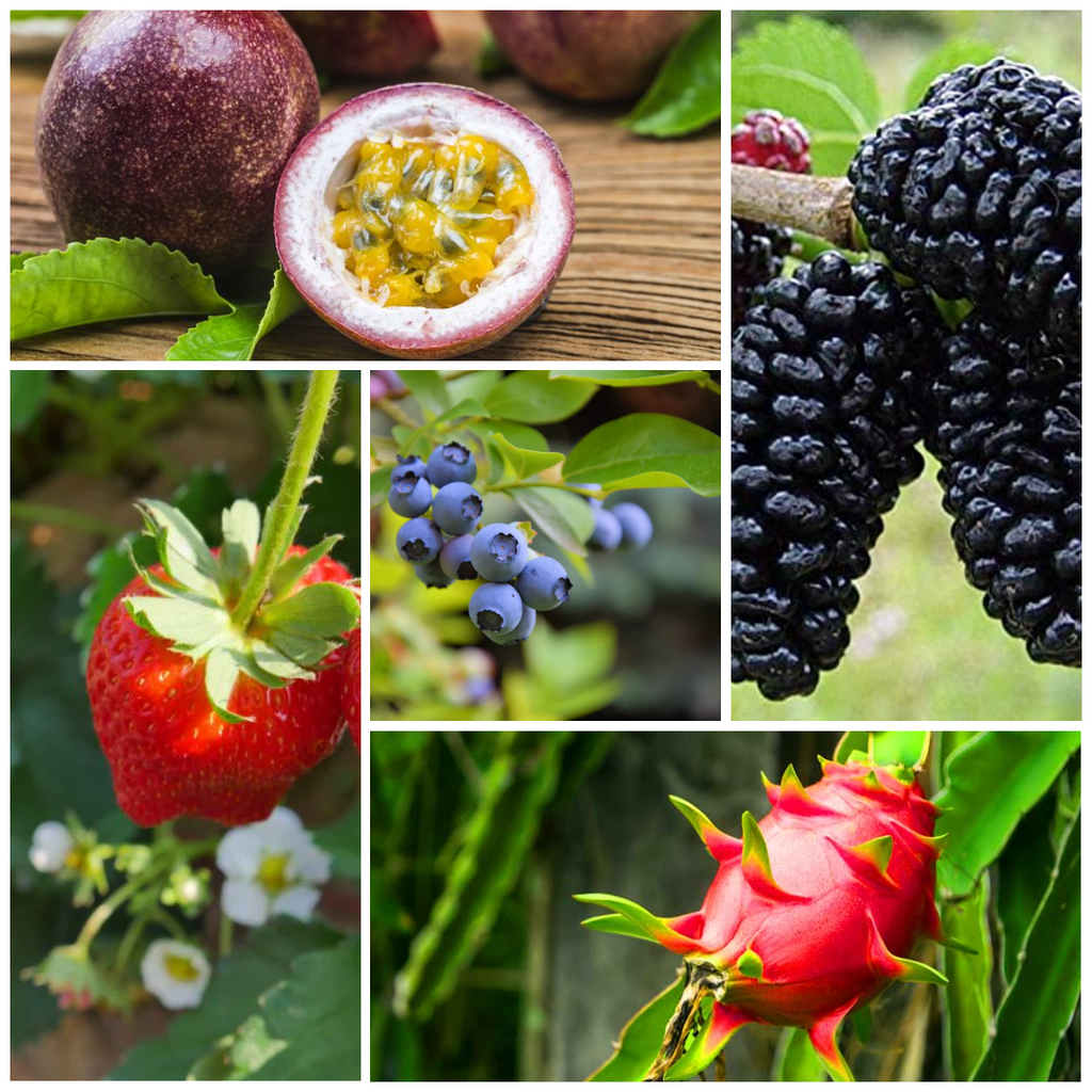 Exotic Grafted Fruit Collection