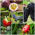 Exotic Grafted Fruit Collection