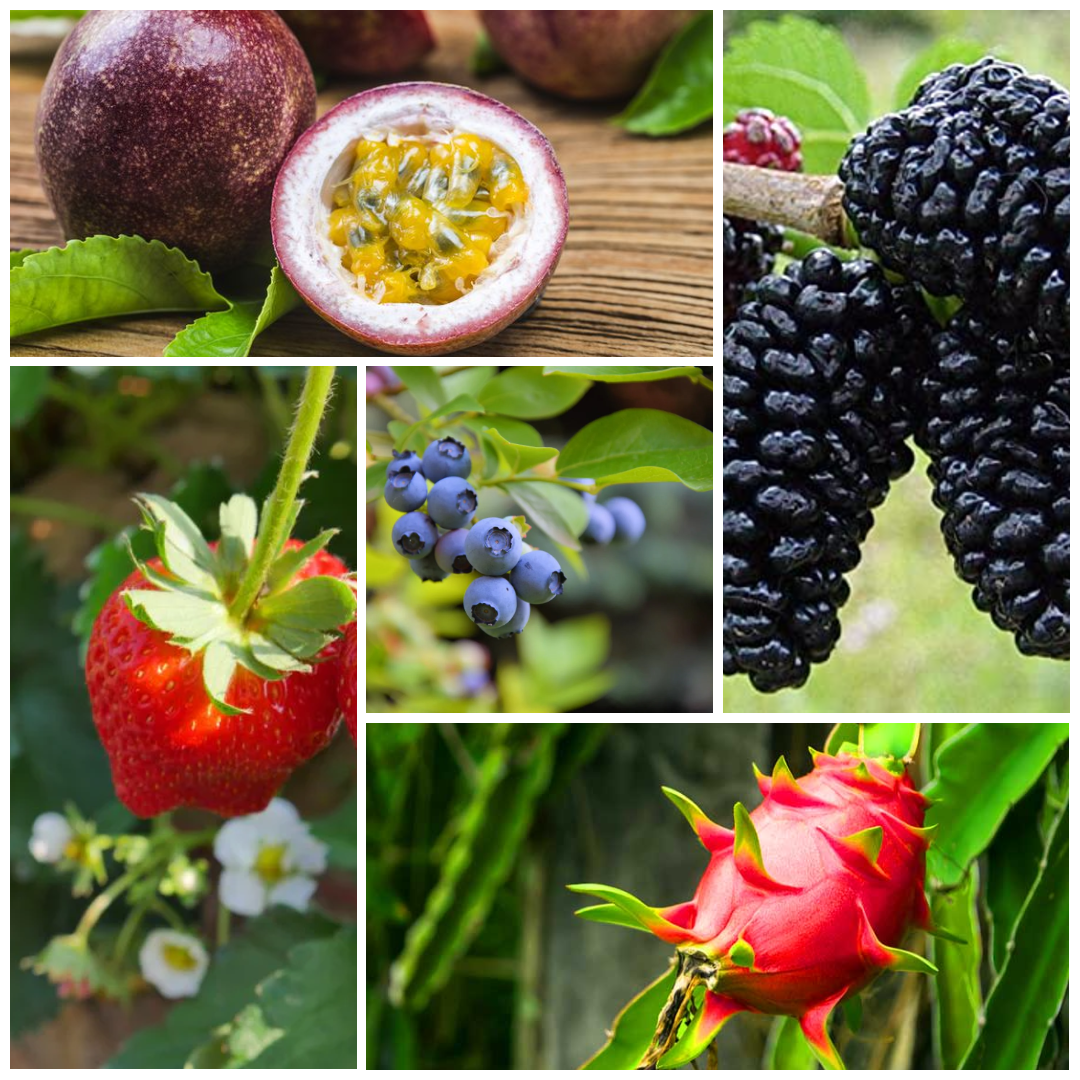 Exotic Grafted Fruit Collection