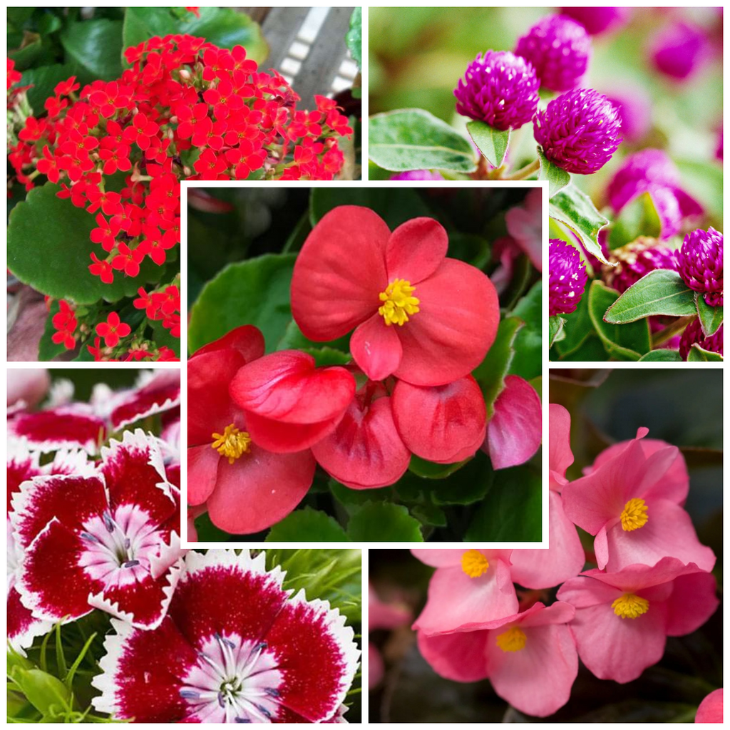 Easy Bloom Flowering Mix