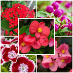 Easy Bloom Flowering Mix