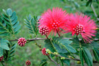 Powder Puff Tree Sapling.