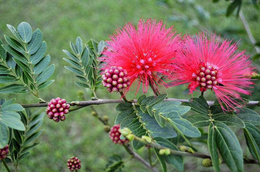 Powder Puff Tree Sapling.