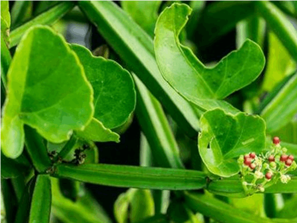 Pirandai - Cissus quadrangularis - Veld grape Plant.