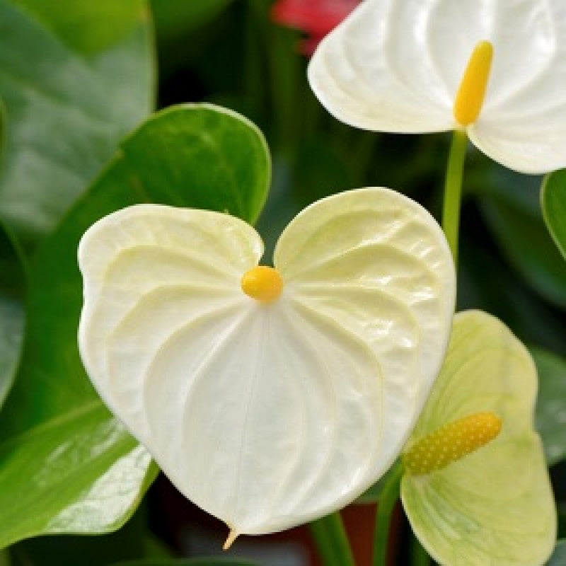 Shop Yellow Anthurium online