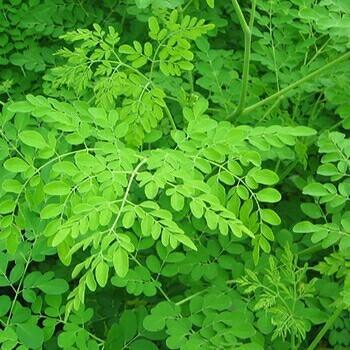 Drumstick Tree Plant - Murungai Keerai Plant.