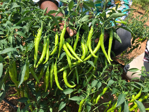Green Chilli Seed Balls.