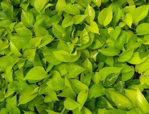 Golden Money Plant.