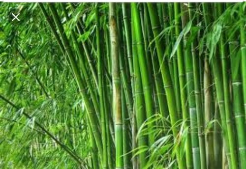 Green Bamboo Plant.