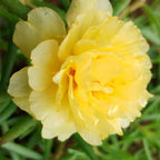 Balcony Color Splash Pack