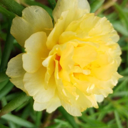 Balcony Color Splash Pack