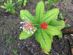Sarpgandha Plant - Indian snakeroot.