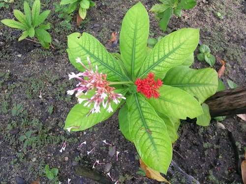 Sarpgandha Plant - Indian snakeroot.