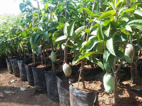 Grafted Alphonso Mango Plant.