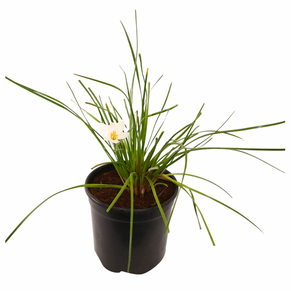 Rain Lily White Plant.