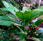 Sarpgandha Plant - Indian snakeroot.