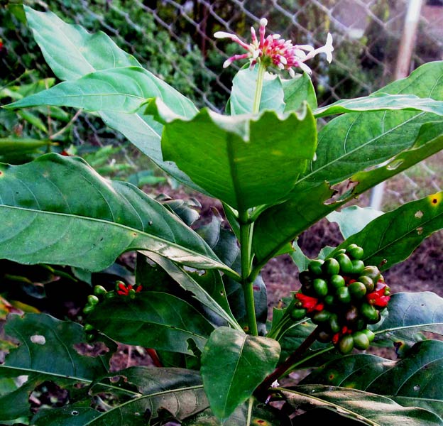 Sarpgandha Plant - Indian snakeroot.
