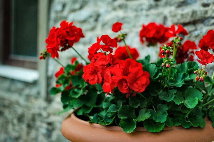 Geranium Plant.