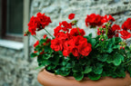 Geranium Plant.
