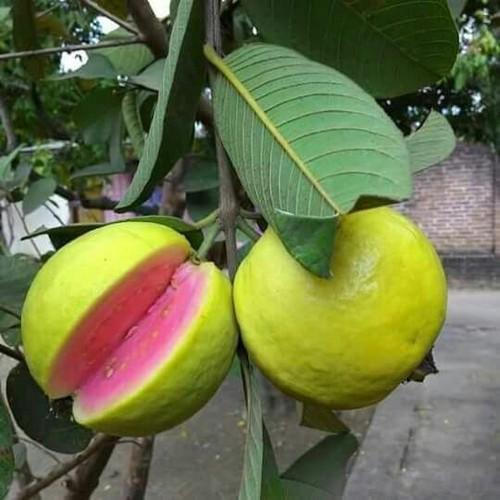 Grafted Guava Red Fruit Plant.