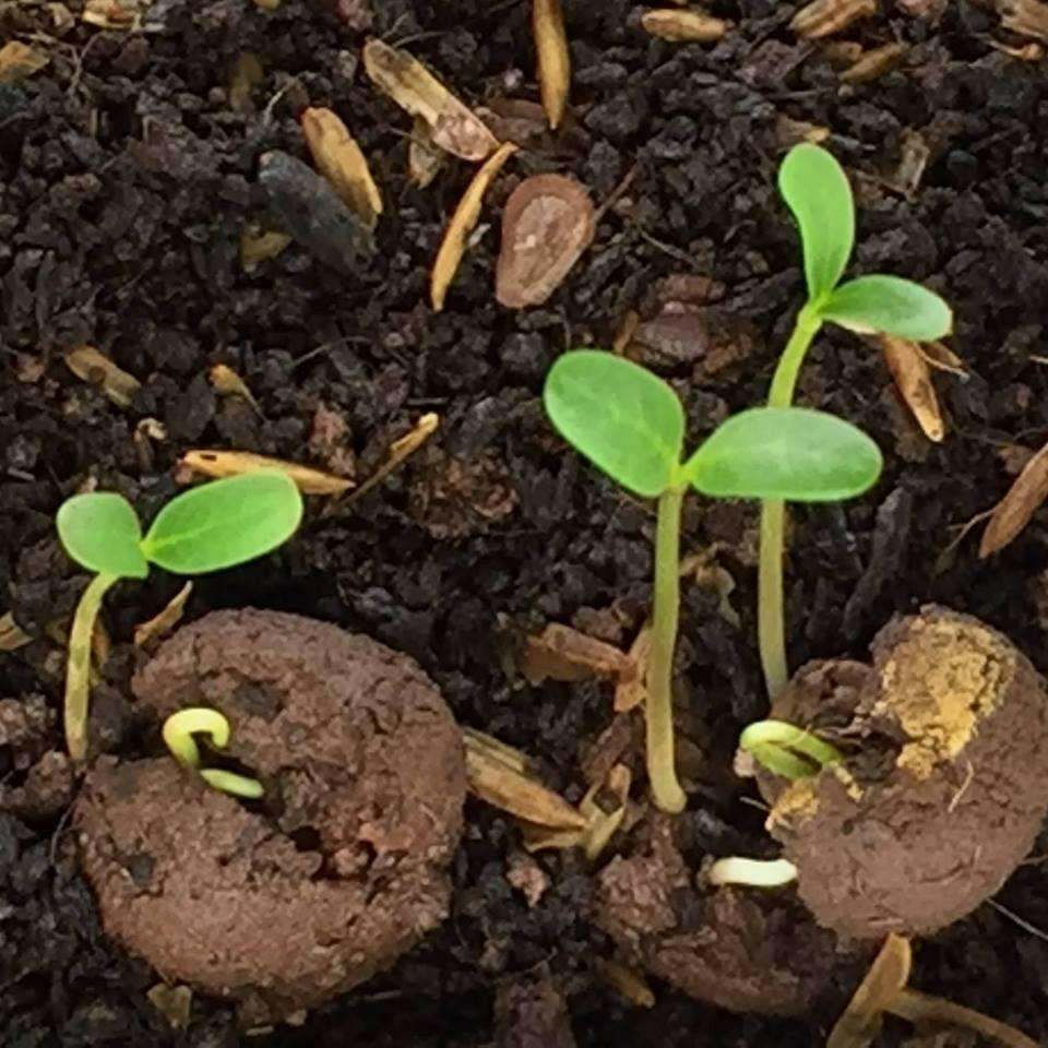 3 in 1 Hibiscus Flower Seed Balls - Just Throw & Grow