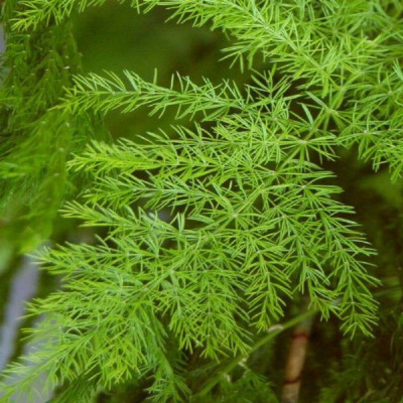 Wild Asparagus Plant - Shatavari.