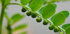 Bhumyamalaki - Phyllanthus Niruri - Keelanelli Plant.