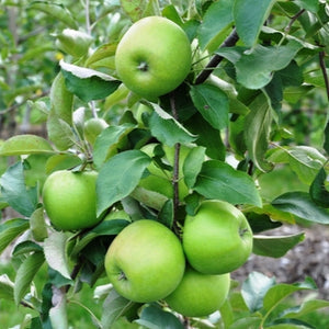 Grafted Green Apple Plant.