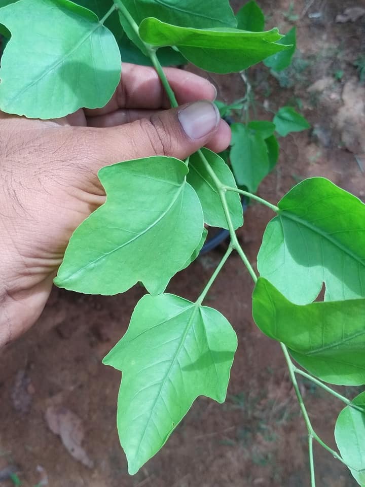 Eka Vilvam - Aegle marmelos - Single Leaf Bilva Plant.
