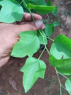 Eka Vilvam - Aegle marmelos - Single Leaf Bilva Plant.