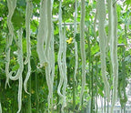 Snake Gourd Big Seed Balls.